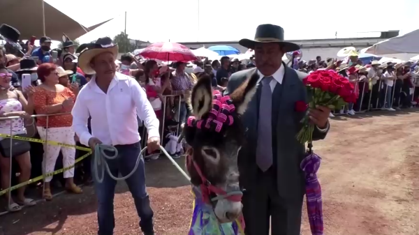 Mexico: Lễ hội độc đáo tôn vinh những chú lừa thu hút du khách (02/05/2022)